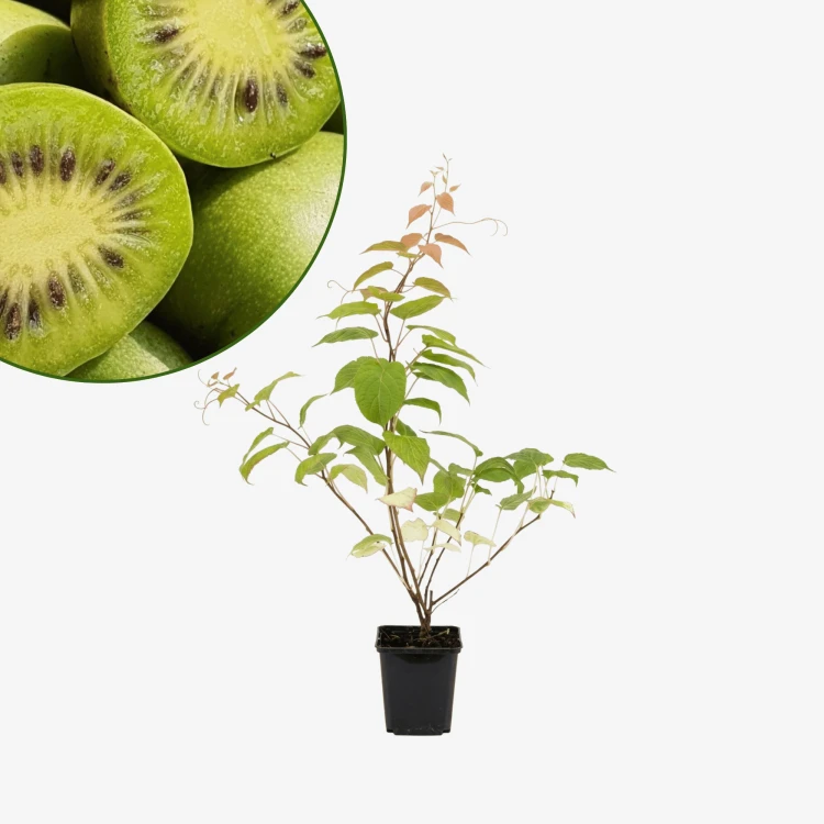 Aktinidia pstrolistna Dr Szymanowski