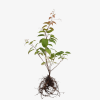 Aktinidia pstrolistna Dr Szymanowski