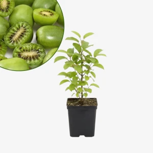 Mini kiwi Issai - samopylne