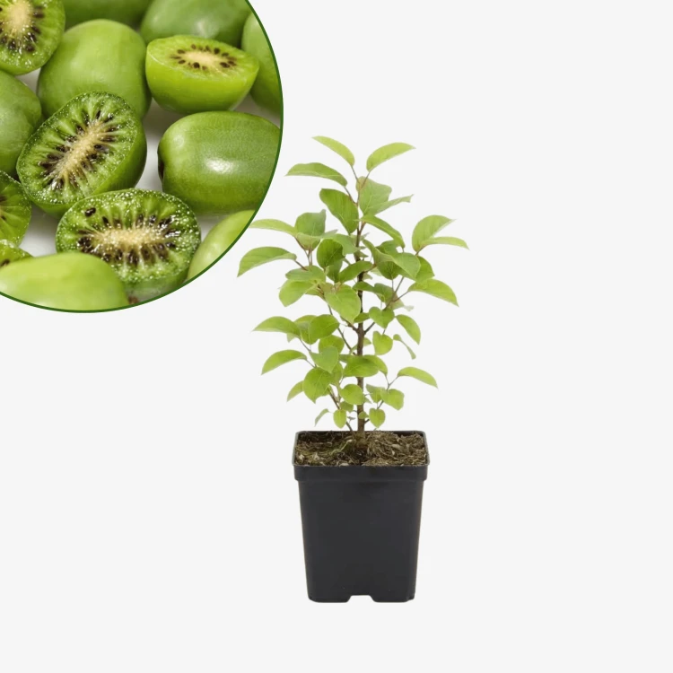 Mini kiwi Issai - samopylne