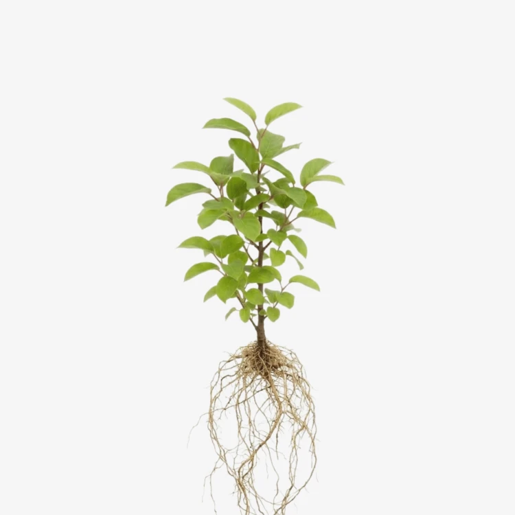 Mini kiwi Issai - samopylne