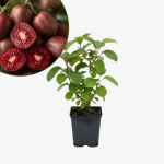 Mini kiwi Ken's Red