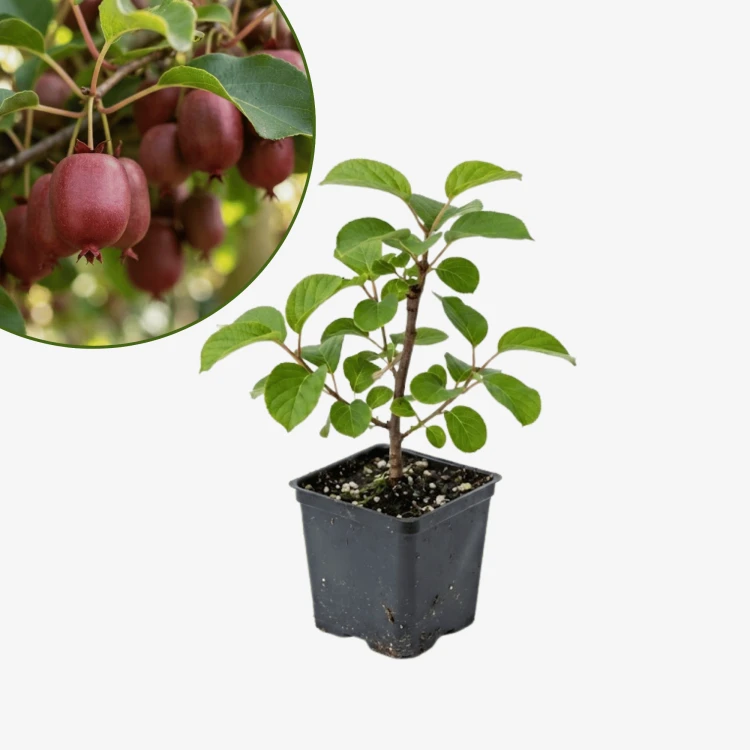 Mini kiwi Weiki