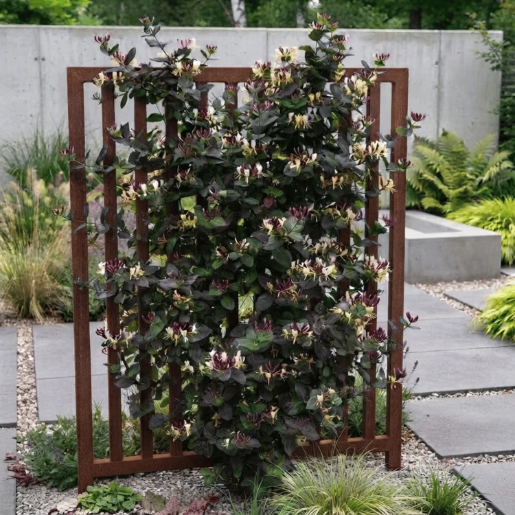 Wiciokrzew japoński Purpurea
