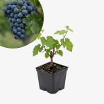 Winorośl Cabernet Cantor