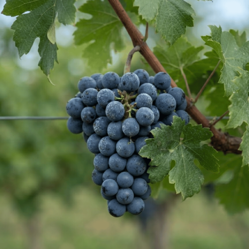 Winorośl Cabernet Cantor