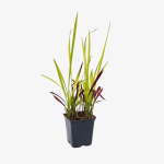 Imperata cylindryczna Red Baron