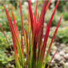 Imperata cylindryczna Red Baron
