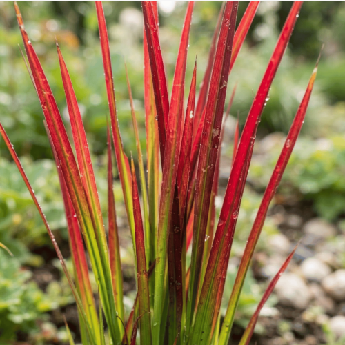 Imperata cylindryczna Red Baron