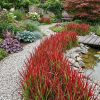 Imperata cylindryczna Red Baron