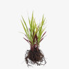 Imperata cylindryczna Red Baron