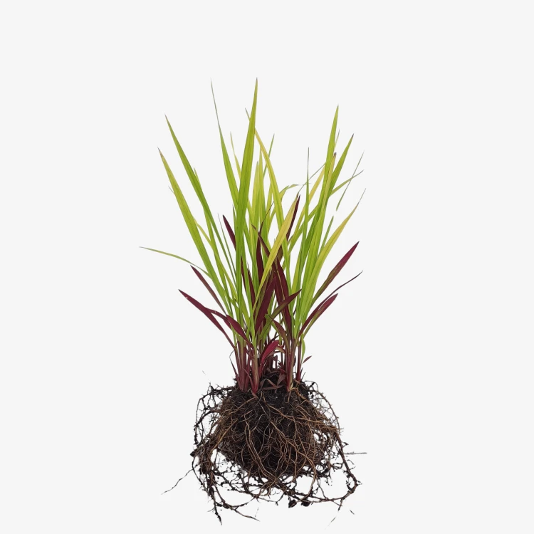 Imperata cylindryczna Red Baron