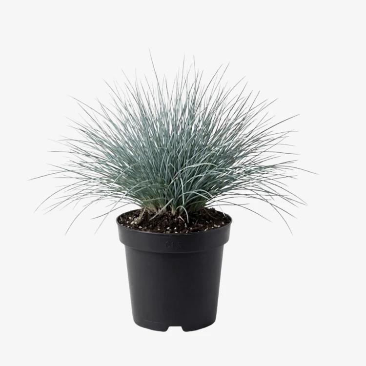 Kostrzewa sina Elijah Blue