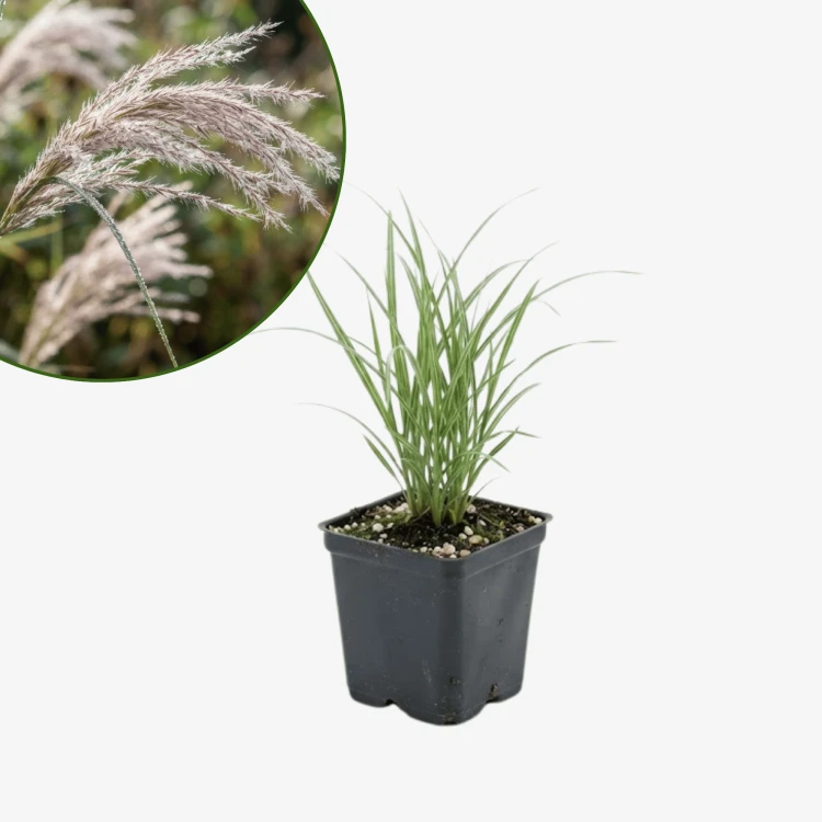 Miskant chiński Kleine Silberspinne