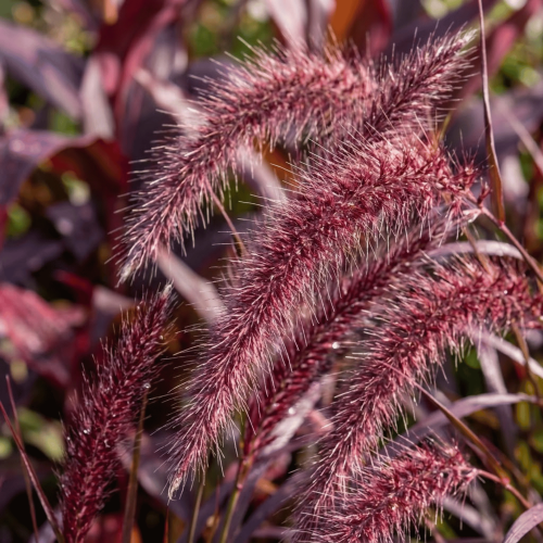 Rozplenica japońska Rubrum
