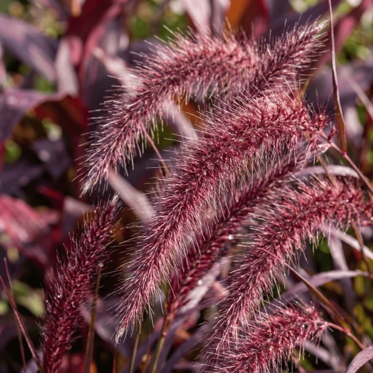 Rozplenica japońska Rubrum