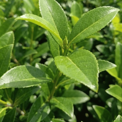 Laurowiśnia wschodnia Caucasica