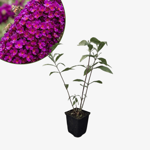 Budleja Dawida Royal Red