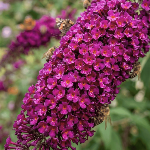 Budleja Dawida Royal Red