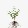 Jagoda kamczacka Leningradskij Velikan