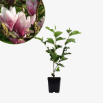 Magnolia Soulange'a