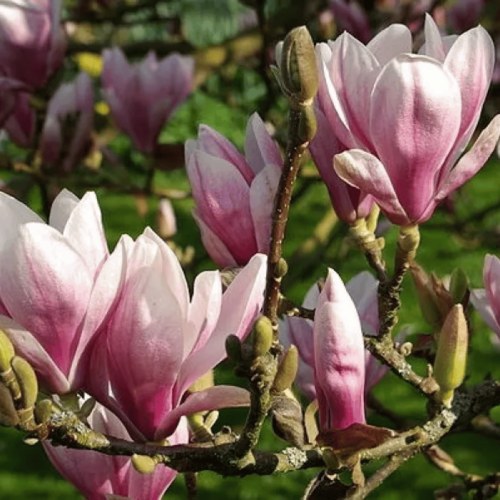 Magnolia Soulange'a