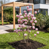 Magnolia Soulange'a