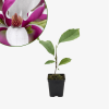 Magnolia Soulange'a Susan