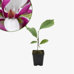 Magnolia Soulange'a Susan