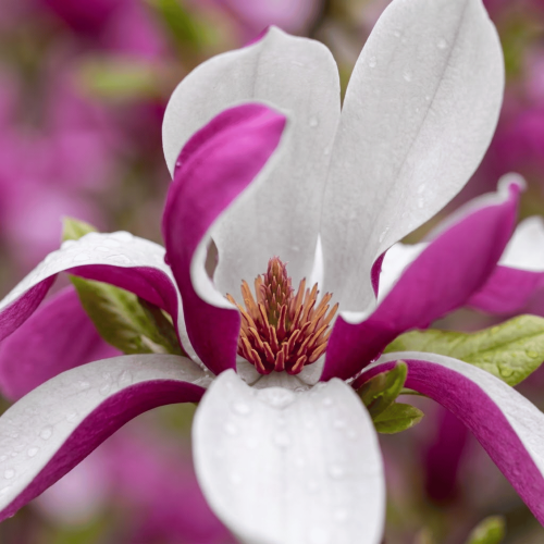 Magnolia Soulange'a Susan