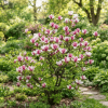 Magnolia Soulange'a Susan