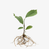 Magnolia Soulange'a Susan