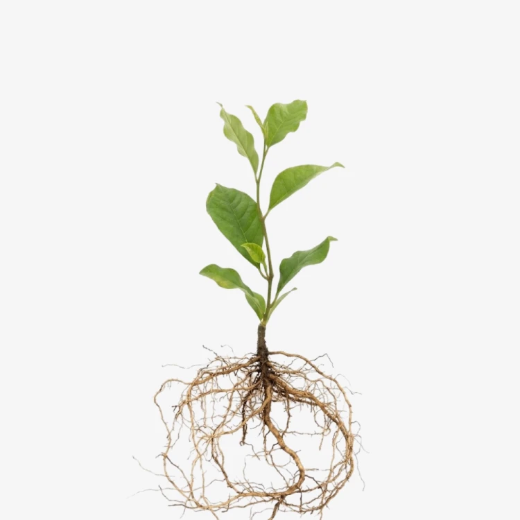 magnolia_soulange_a_george_henry_kern_4.webp