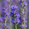 lawenda_waskolistna_munstead_2.webp