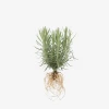 lawenda_waskolistna_munstead_4.webp