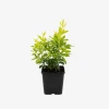 choisya_ternata _czoisja_zielona_1.webp