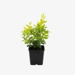 choisya_ternata _czoisja_zielona_1.webp