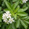 choisya_ternata _czoisja_zielona_2.webp