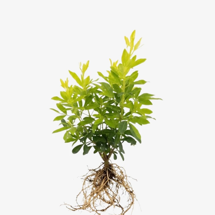 choisya_ternata _czoisja_zielona_4.webp