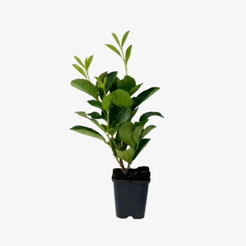 laurowisnia_piranha_1 (2).webp