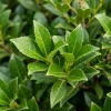laurowisnia_piranha_1 (3).webp