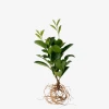 laurowisnia_piranha_1 (5).webp