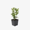 laurowisnia_elly_1.webp