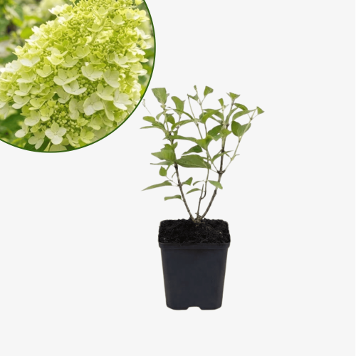 Hortensja bukietowa Limelight