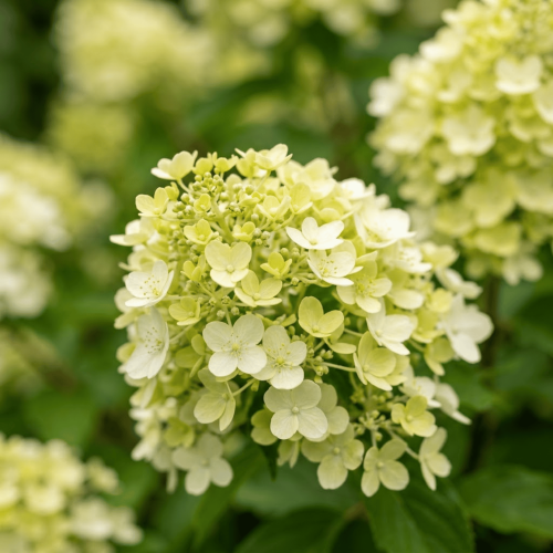 Hortensja bukietowa Limelight