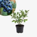 Borówka amerykańska Bluecrop