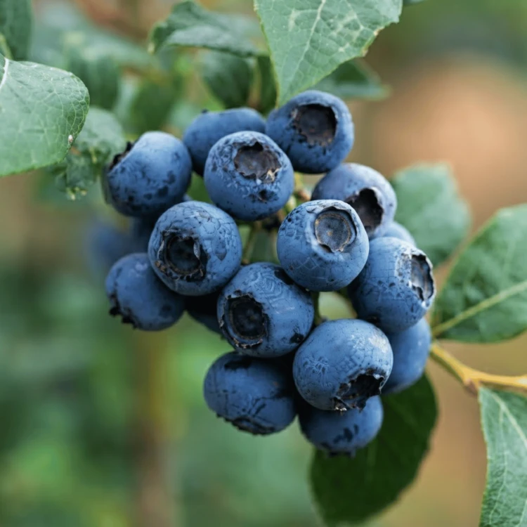 Borówka amerykańska Bluecrop
