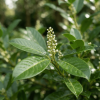 Laurowiśnia wschodnia Genolia