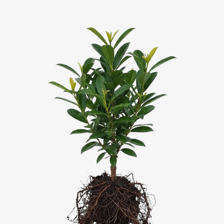 Laurowiśnia wschodnia Genolia