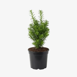 Cis pośredni Hicksii